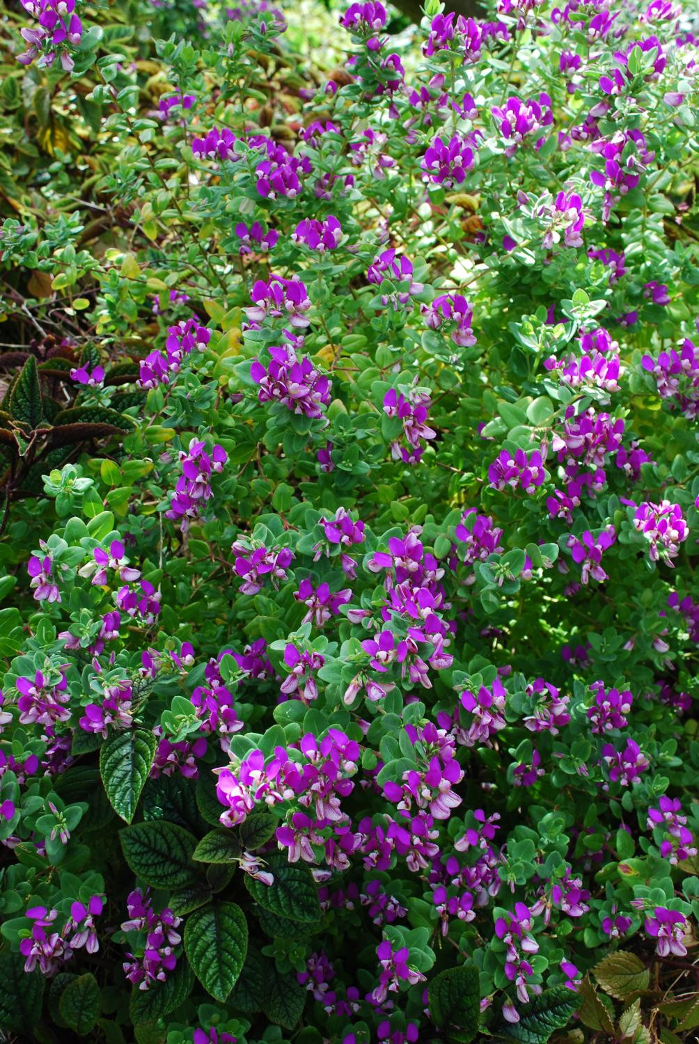1. Истод миртолистный (Polygala myrtifolia L.)