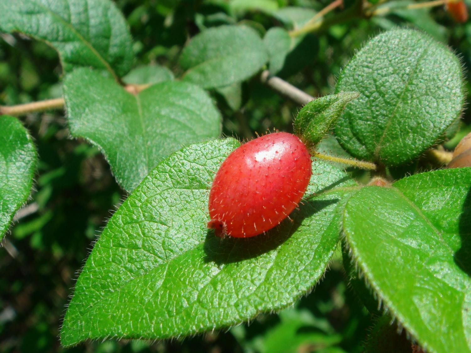 1) Жимолость стройночерешчатая железистая (Lonicera gracilipes Mig var. glandulosa Maxim.)