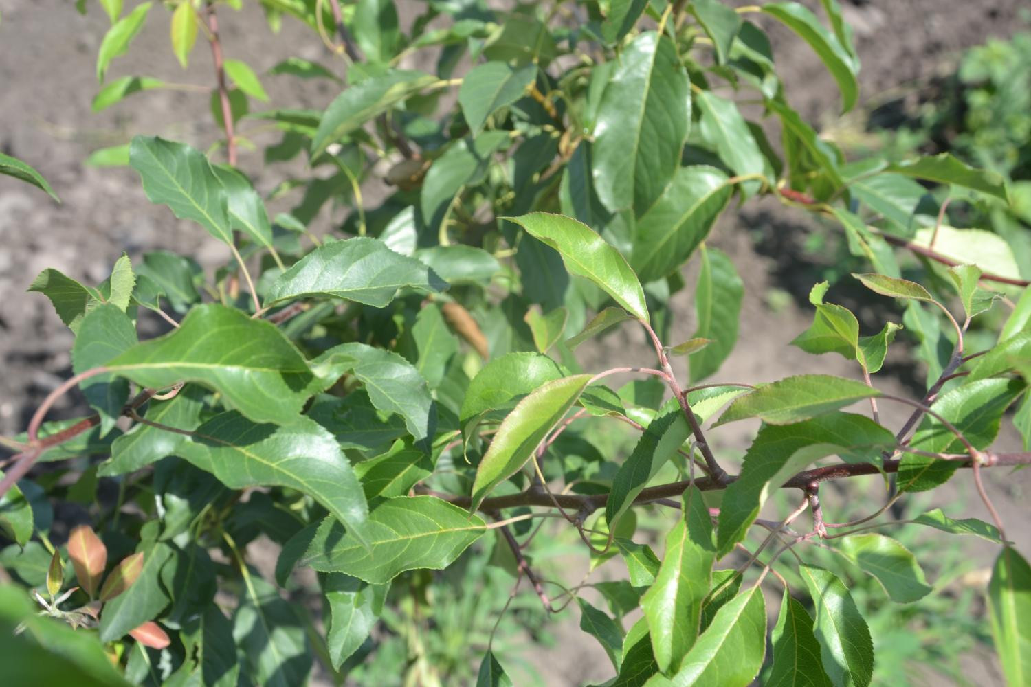 1. Яблонево-грушевый гибрид первого поколения