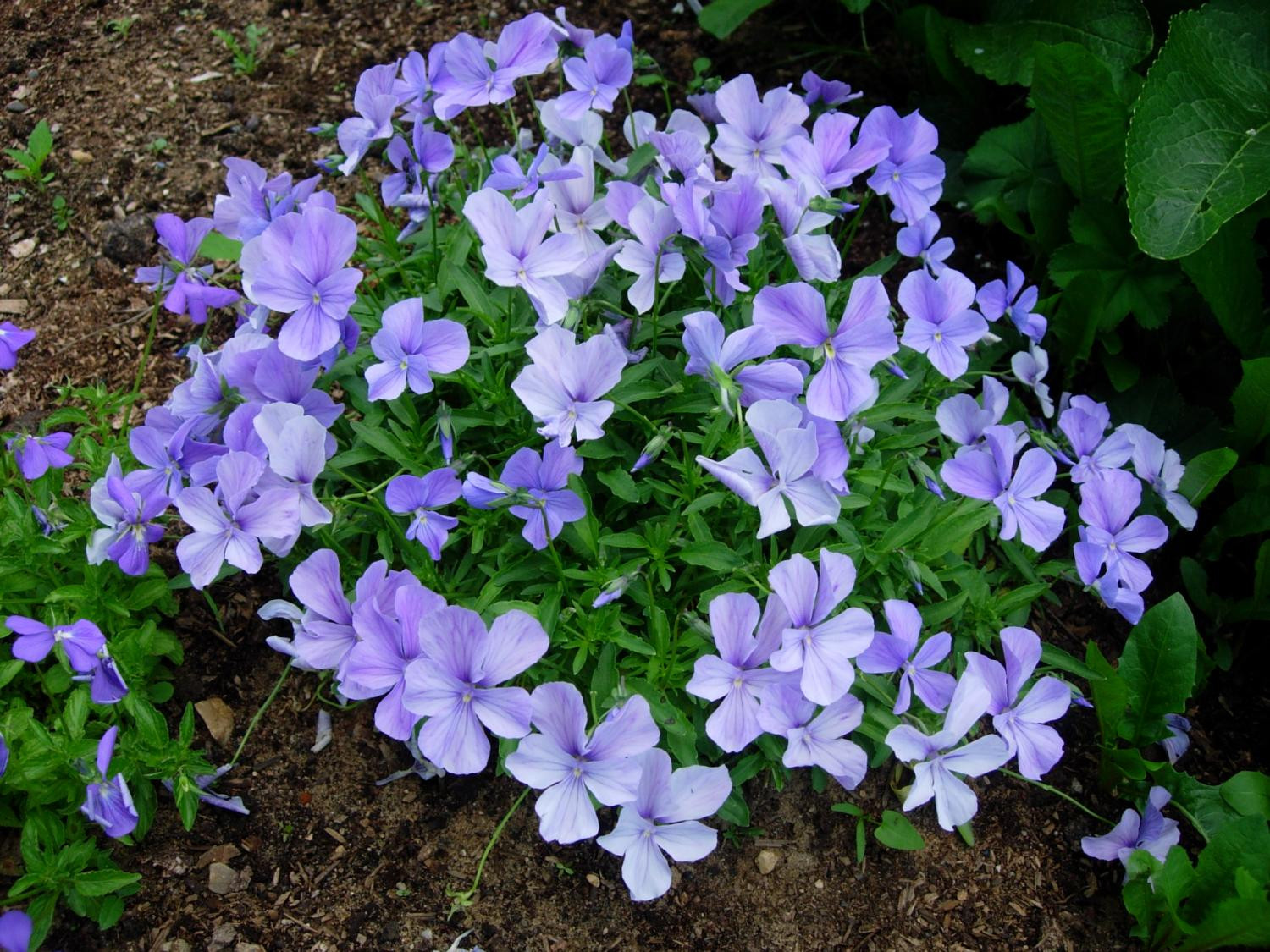 1. Фиалка рогатая (Viola cornuta L.)