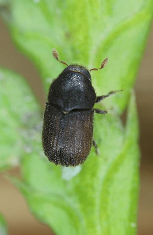 1. Туевый лубоед (Phloeosinus thujae)