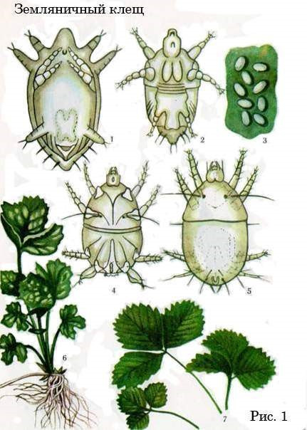 Земляничный клещ: 1 -  кладка яиц; 2, 3 — самка, вид сверху и снизу; 4, 5 — самец, вид сверху и снизу; 6, 7 — повреждения листьев