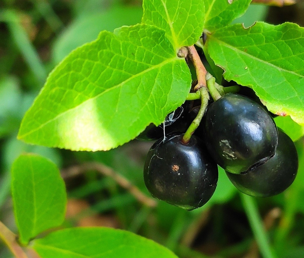 Соплодие черники Смолла (Vaccinium smallii A. Gray)