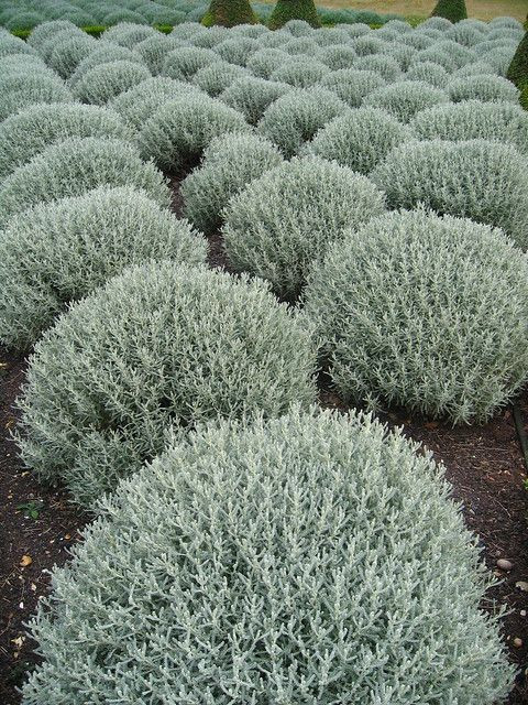 Сантолина кипарисовидная (S. chamaecyparíssus)