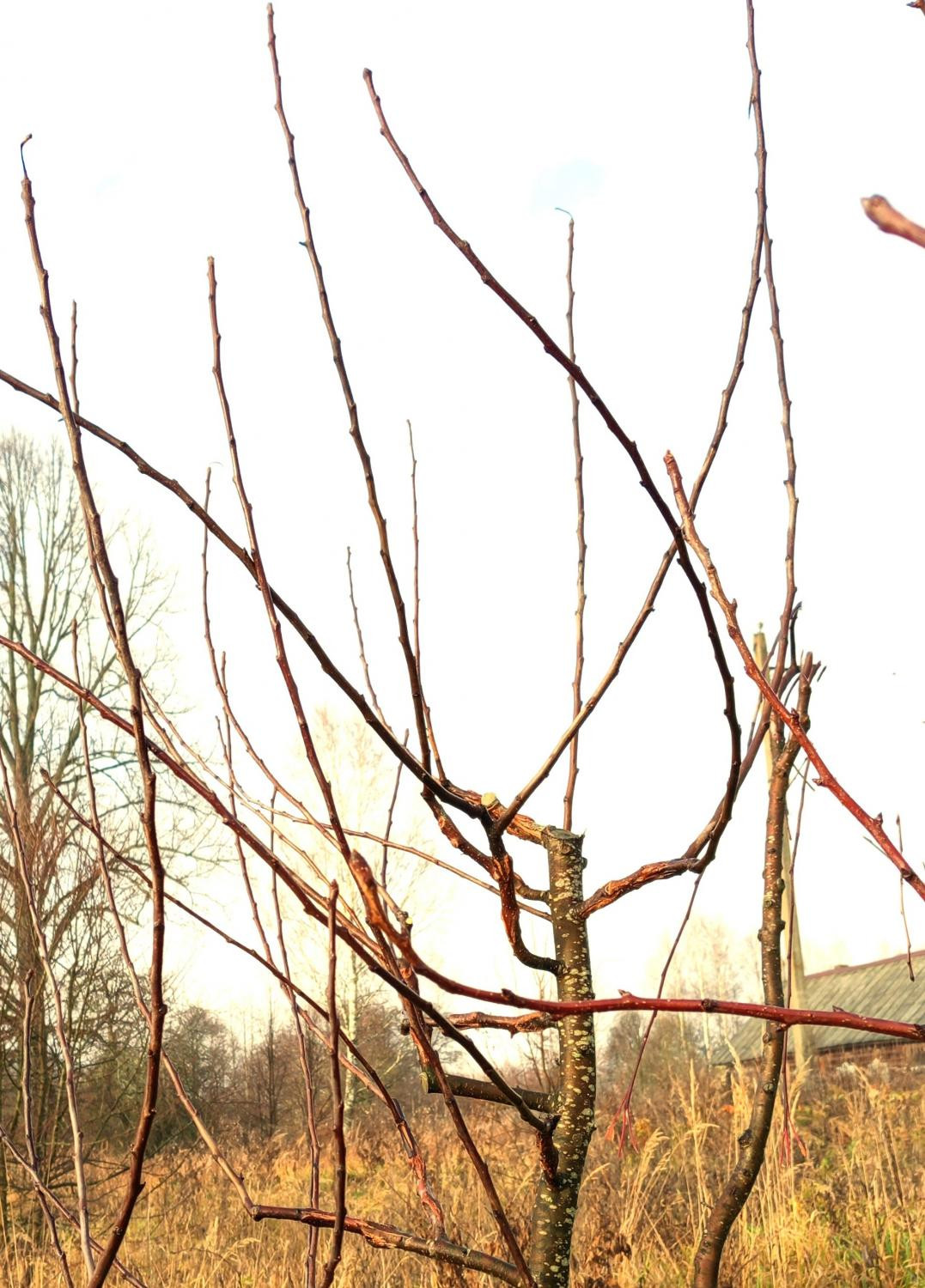 10. Однолетние приросты груши ‘Алая’. Подвой – яблоня, промежуточный интеркаляр – яблонево-грушевый гибрид