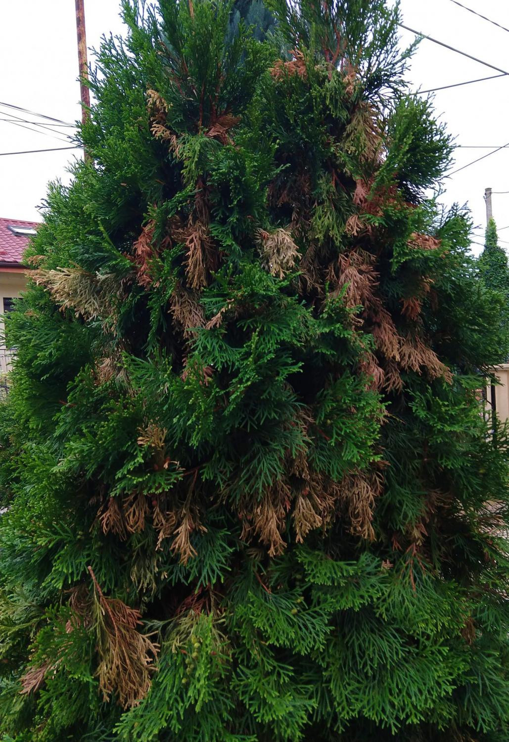 10. Отмирание отдельных веточек в период активного роста