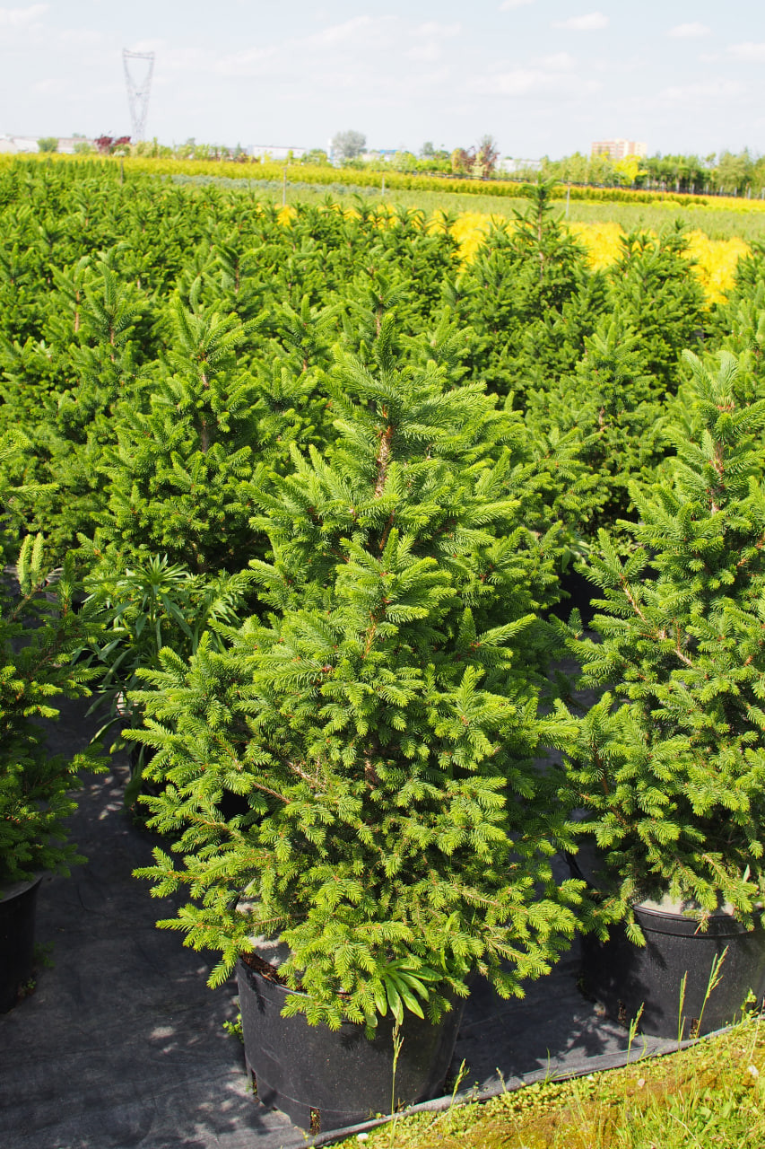 10. ‘Wills Zwerg’, контейнерное производство саженцев