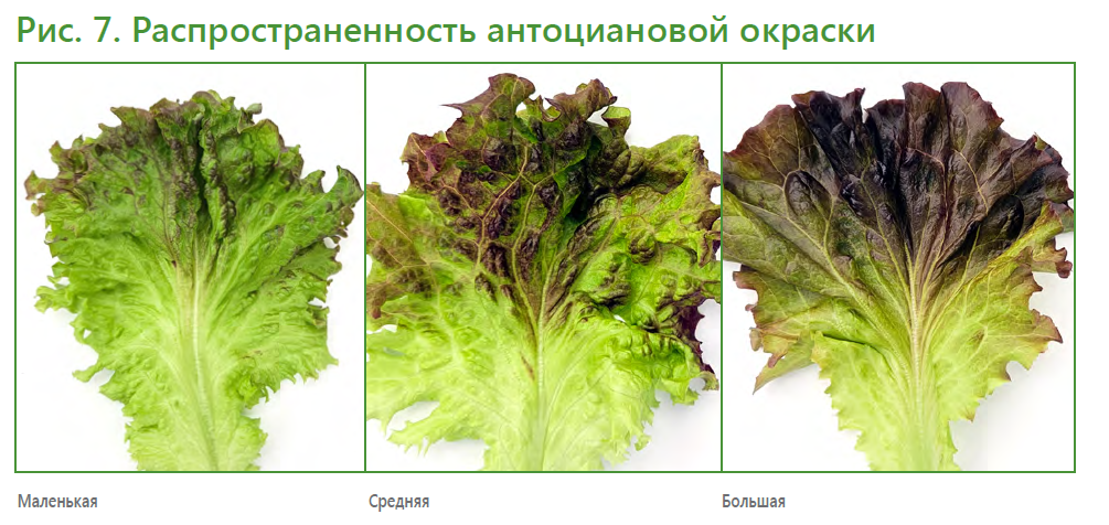 Салатный микс