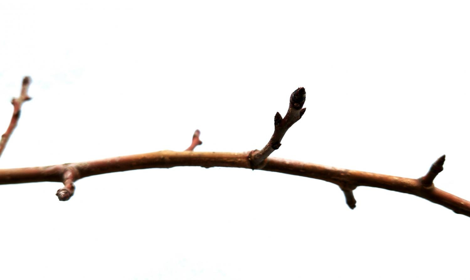 11. Образование боковых веточек и плодовых почек на однолетнем приросте в год прививки у сорта ‘Завея’