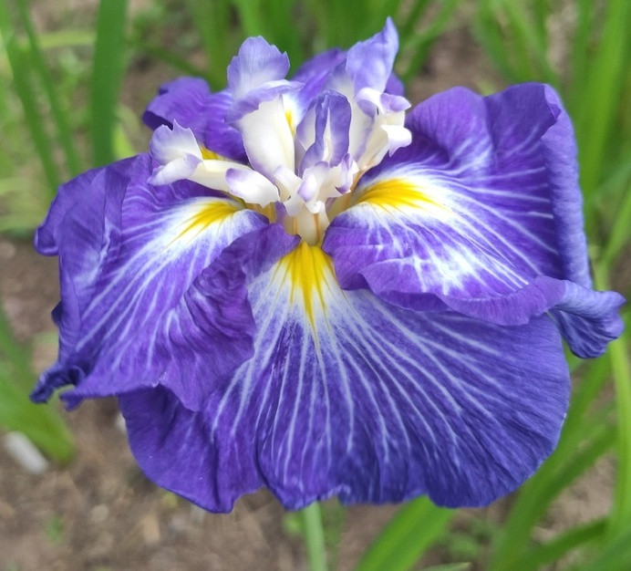 Ирис японский (Iris еnsata) ‘Синильга’