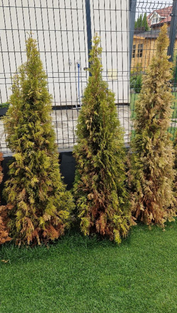 11. Сильное повреждение посадок в ранневесеннее время. Цвет растений постепенно переходит от зелёного к соломенному