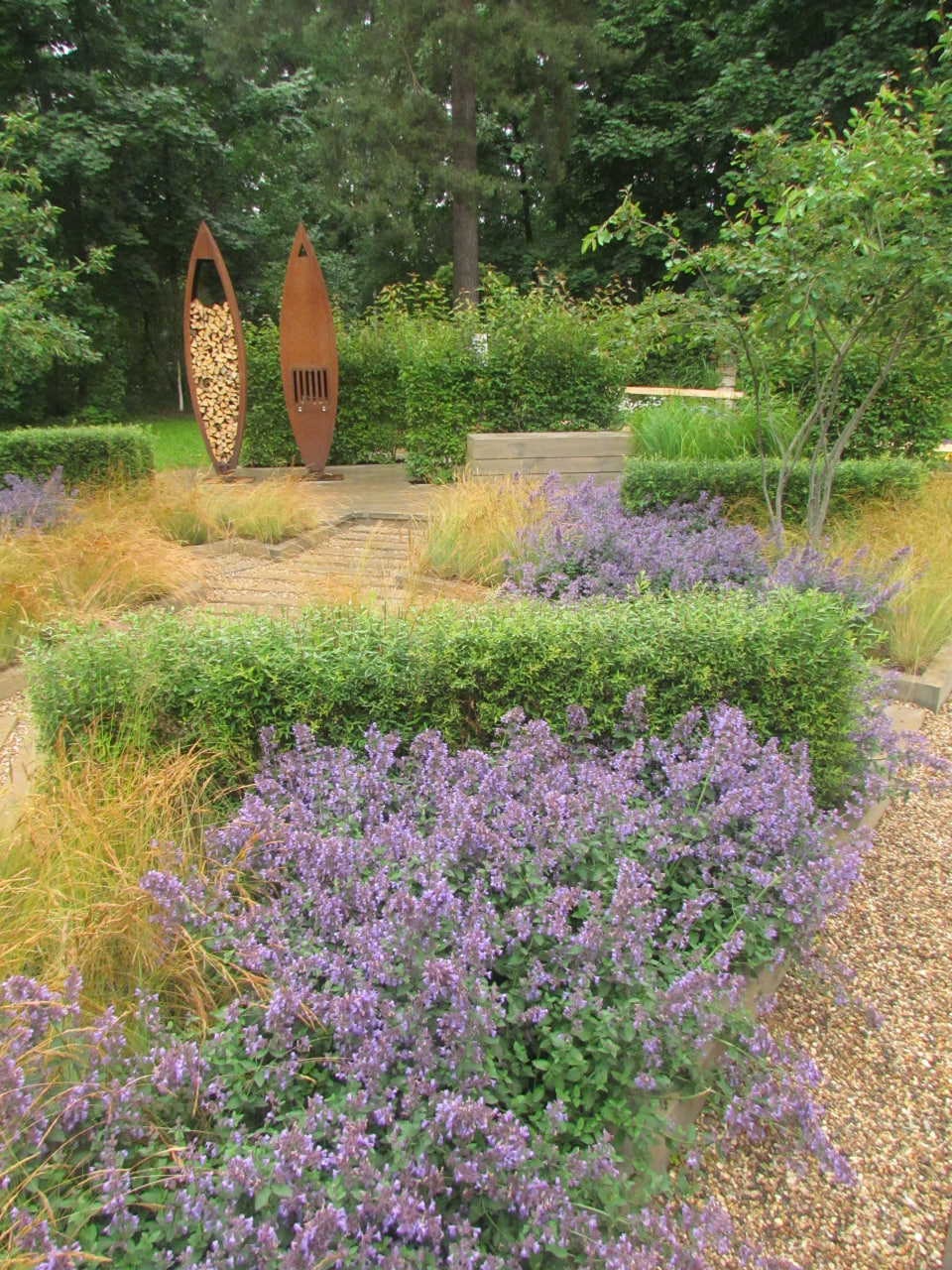 11. Котовник Фассена (Nepeta × faassenii Bergmans ex Stearn) в цветнике