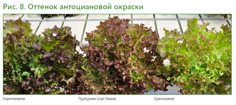 Салатный микс