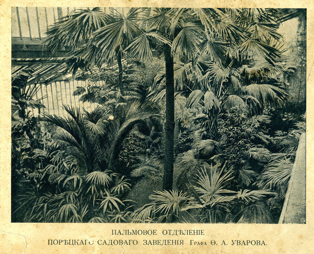 11. Пальмовое отделение Порецкого садового заведения графа Ф.А. Уварова. Фото 1910 года