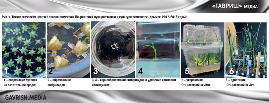 Рис. 1. Технологическая цепочка этапов получения DH-растений лука репчатого в культуре семяпочек (Крымск. 2017-2018 годы):