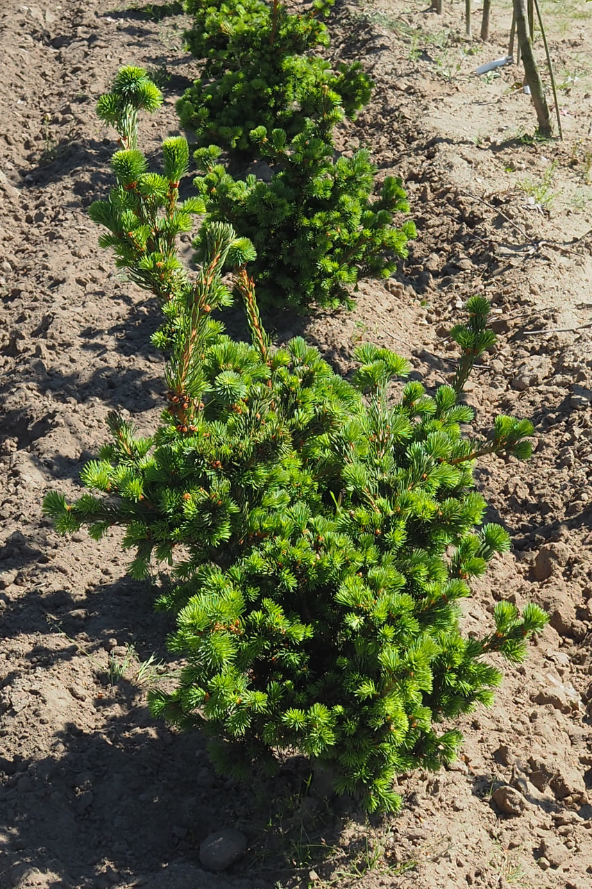 11. 5–6-летние растения ‘Lucky Strike’ в поле питомника в мае