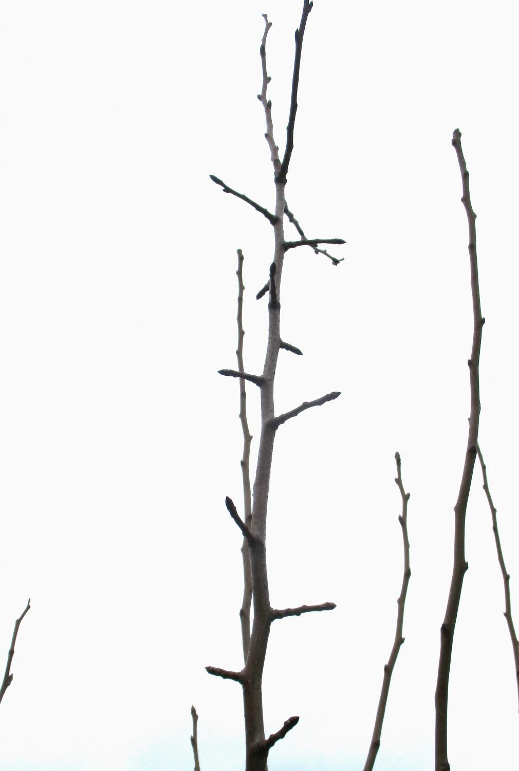 12. Закладка цветковых почек груши ‘Подарок Высоцкого’. Подвой – рябина обыкновенная, промежуточная вставка – рябиново-грушевый гибрид второго поколения