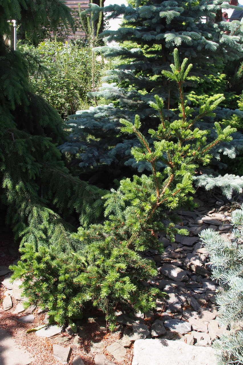 12. Молодое растение ‘Lucky Strike’ в саду в июне