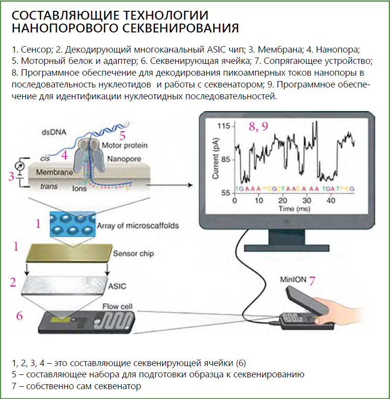Новая скорость генетики
