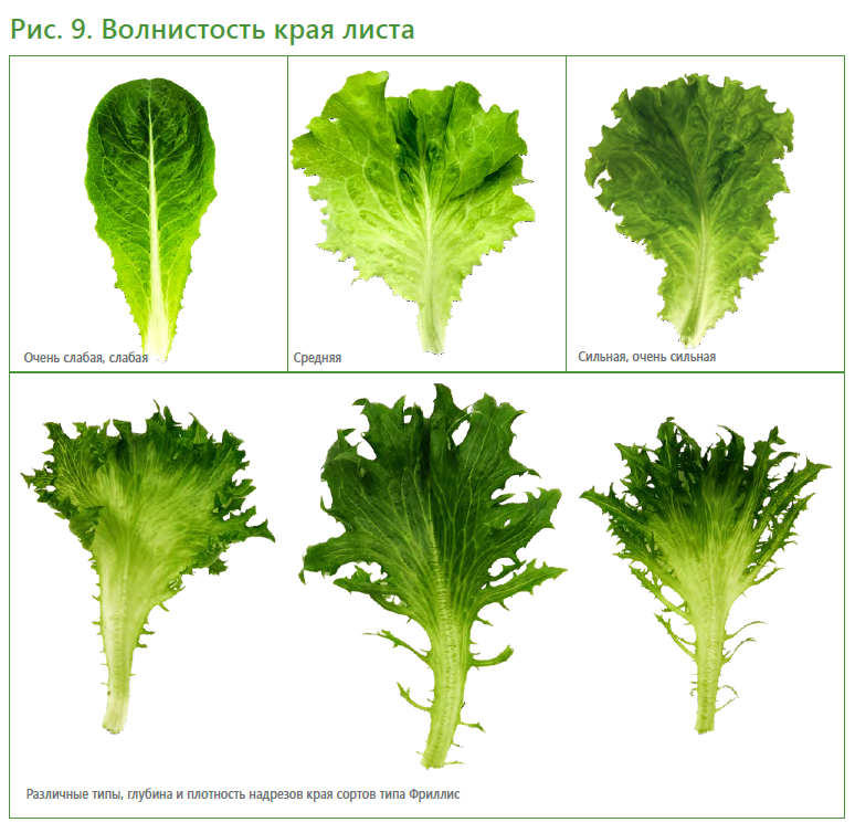 Салатный микс