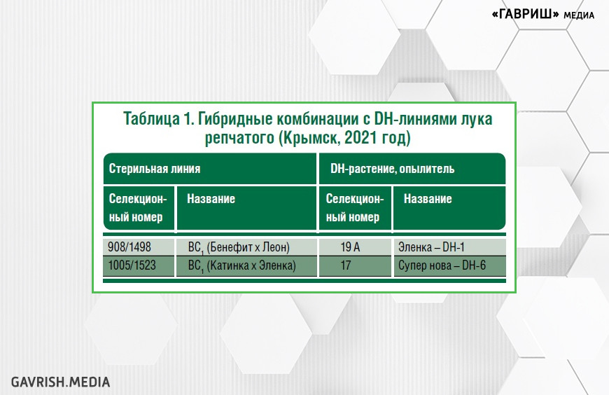 Таблица 1. Гибридные комбинации с DH-линиями лука репчатого (Крымск, 2021 год)