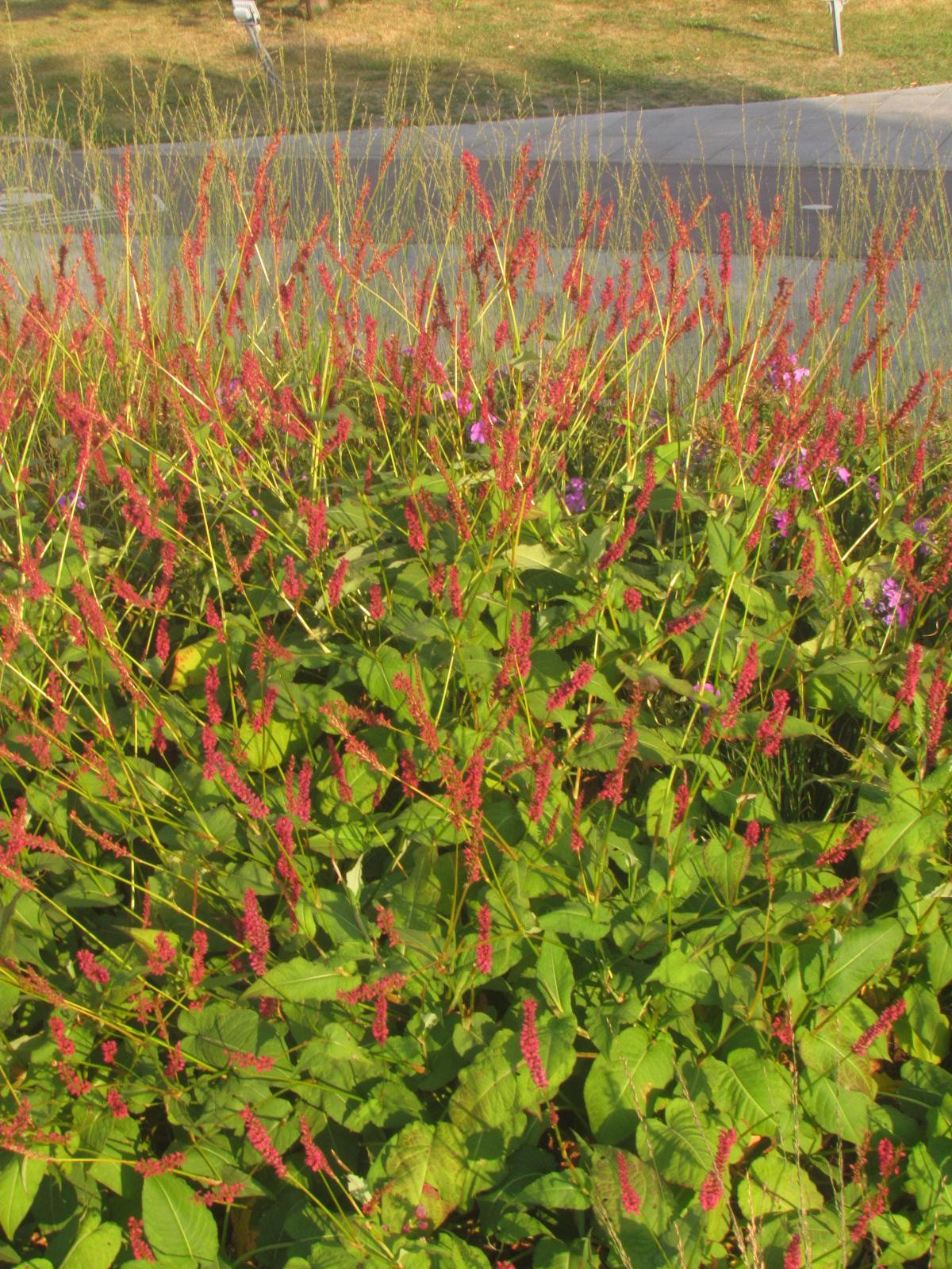 Горец стеблеобъемлющий (Bistorta amplexicaulis)