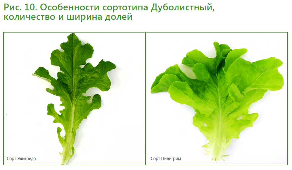 Салатный микс