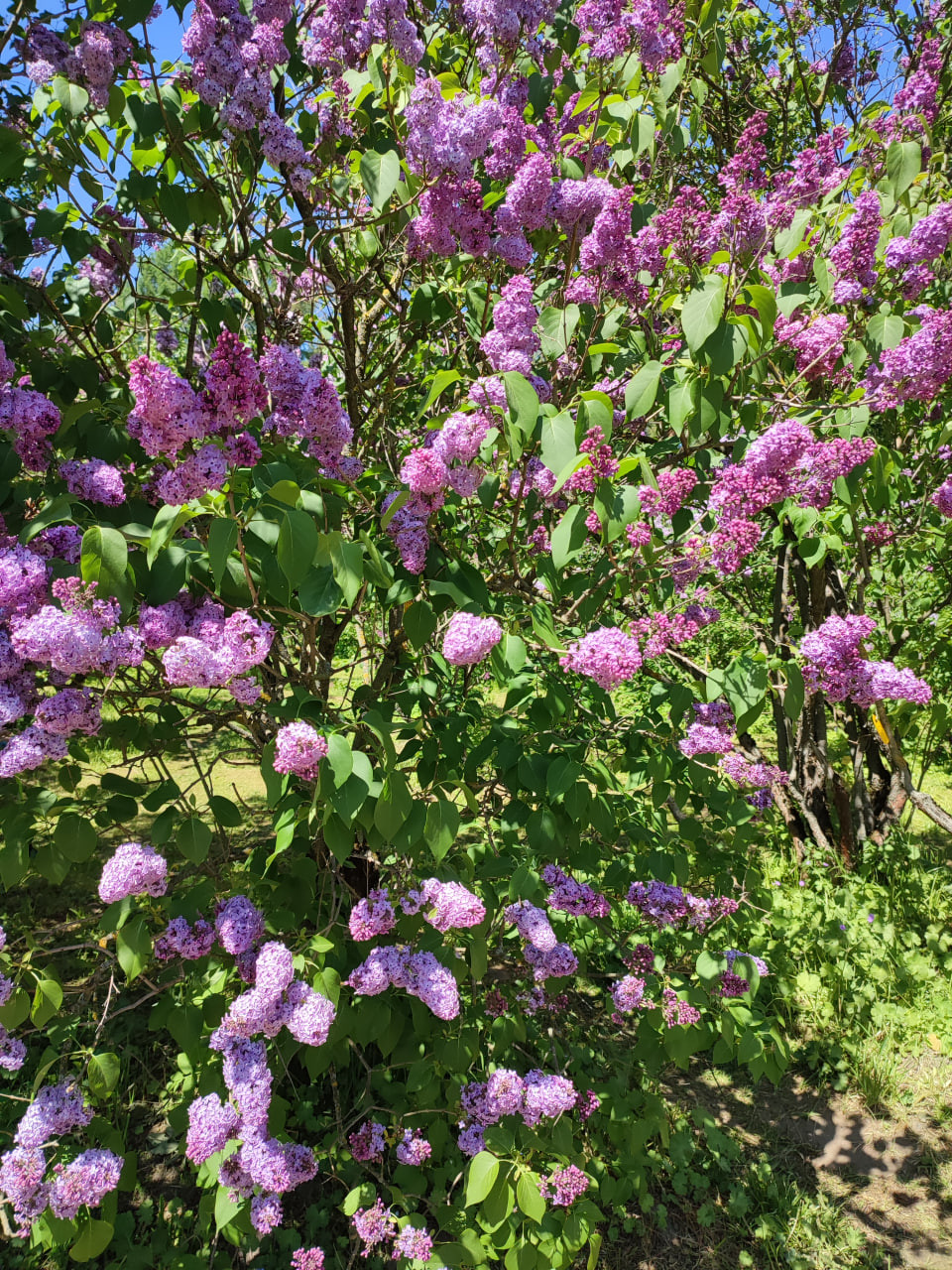 14. ‘Pom Pom’ (‘Пом Пом’)