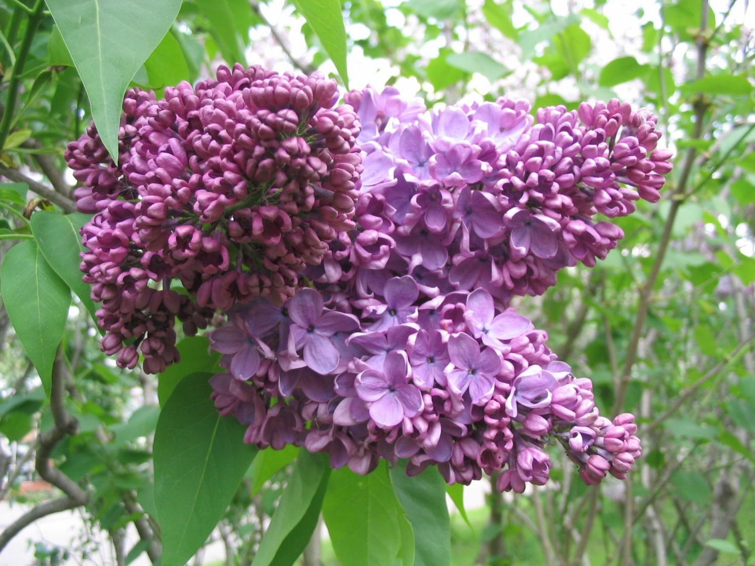 ‘Гастелло’