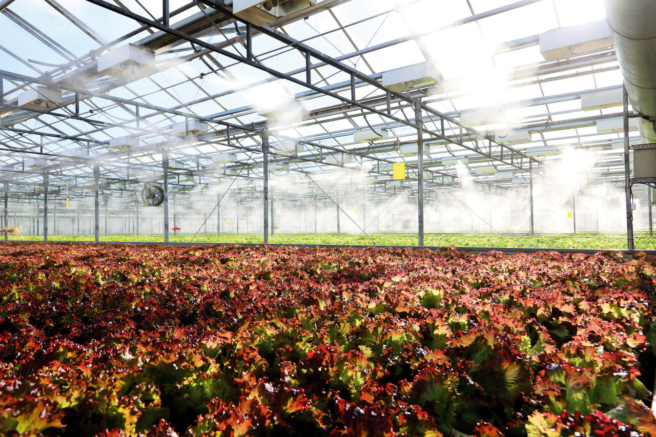 Салатный микс