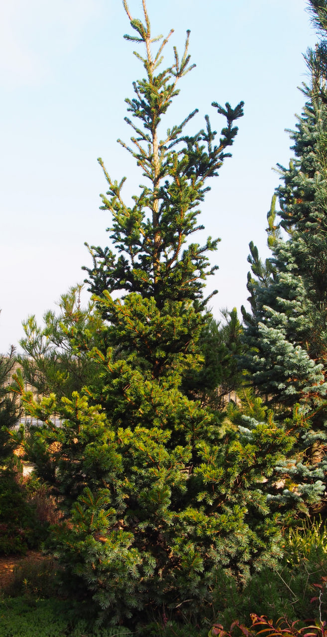 14. ‘Lucky Strike’, взрослое растение в марте