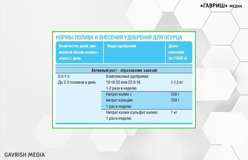 Спрашивали? Отвечаем. О питании огурцов