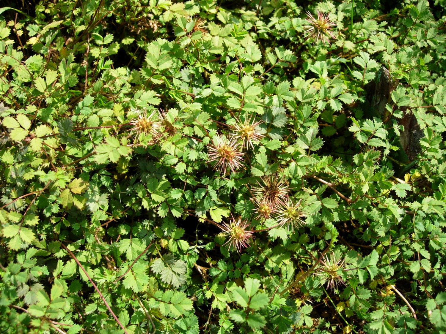 Ацена новозеландская (A. novae-zelandiae)