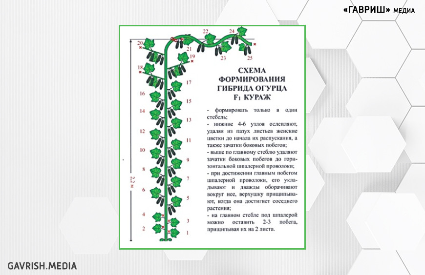 Спрашивали? Отвечаем. О питании огурцов