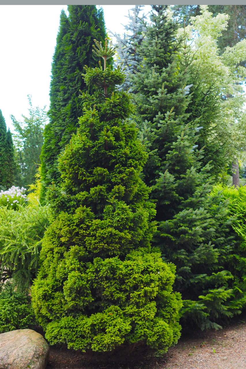 16. ‘Dundang’, взрослое растение в августе