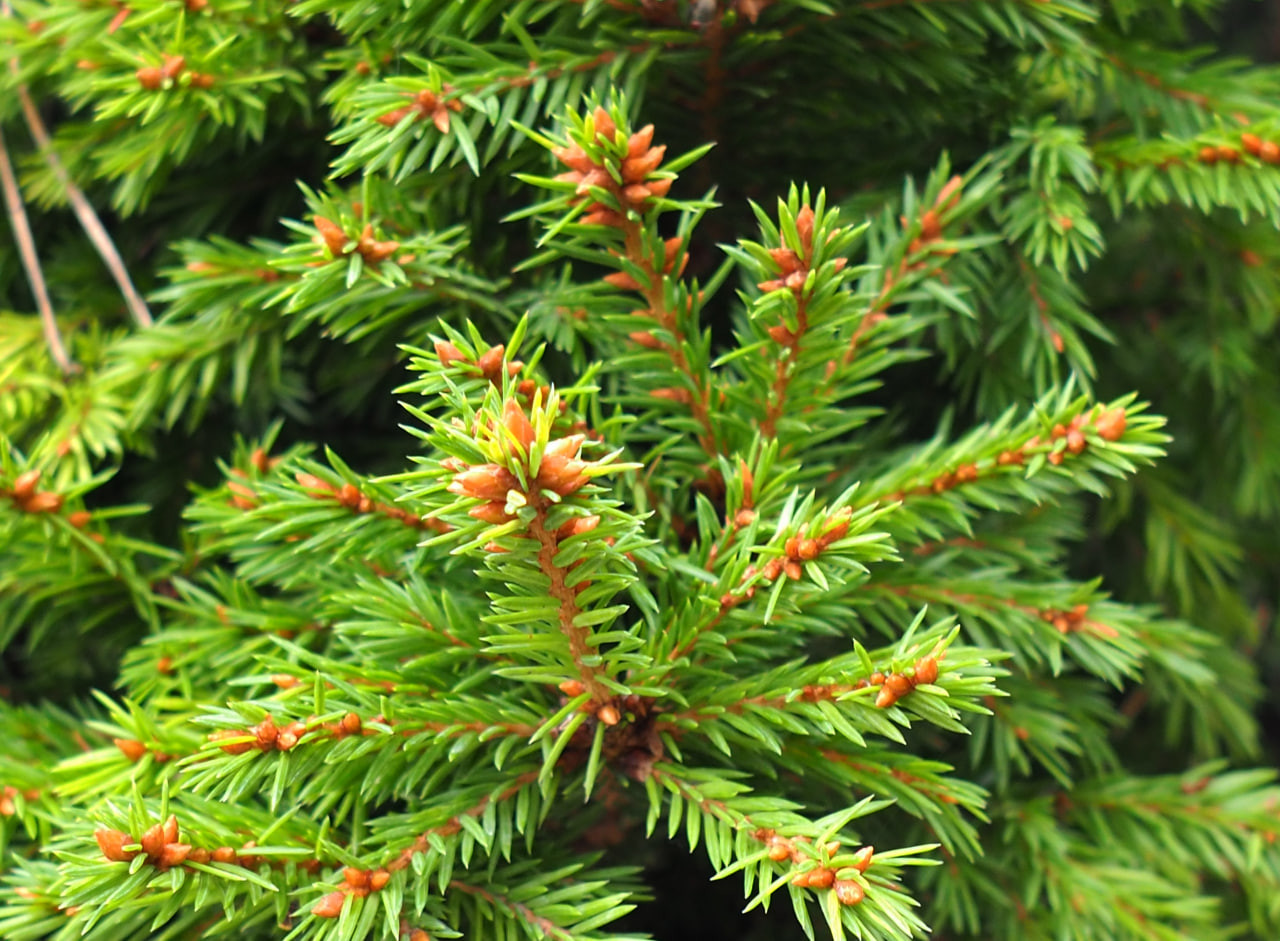 17. ‘Dundang’, годичный прирост и характер размещения почек