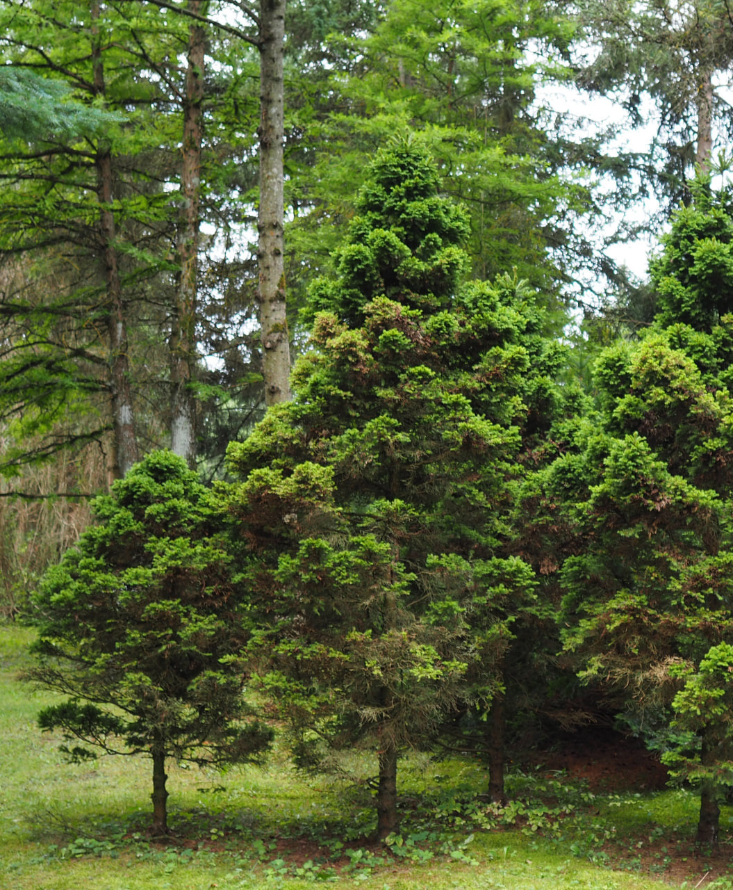 18. ‘Dundang’, потерявшие декоративность растения под пологом леса