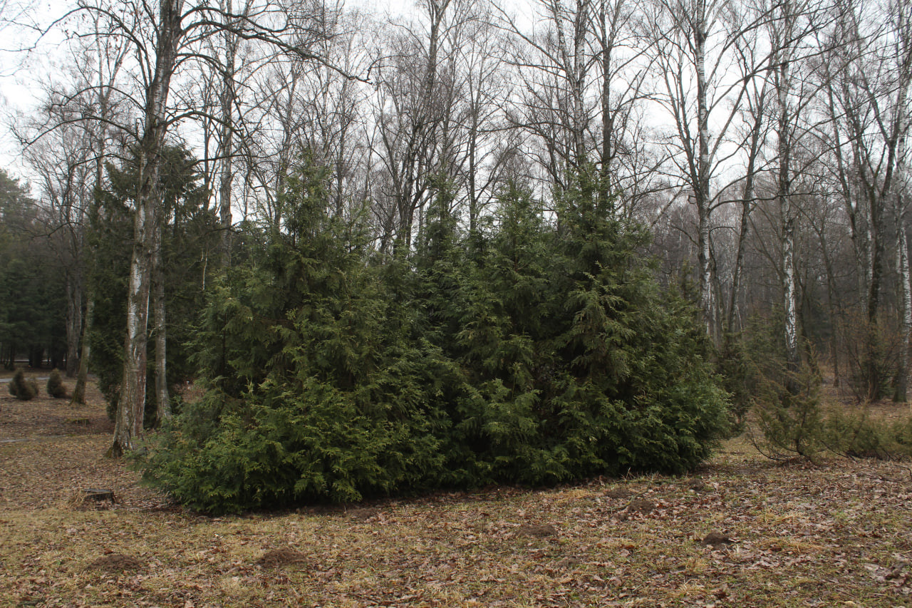 Туевик долотовидный ‘Variegata’, ГБС РАН