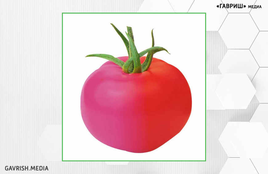 Сравнительная оценка перспективных кистевых гибридов F1 томата с красной и розовой окраской плода