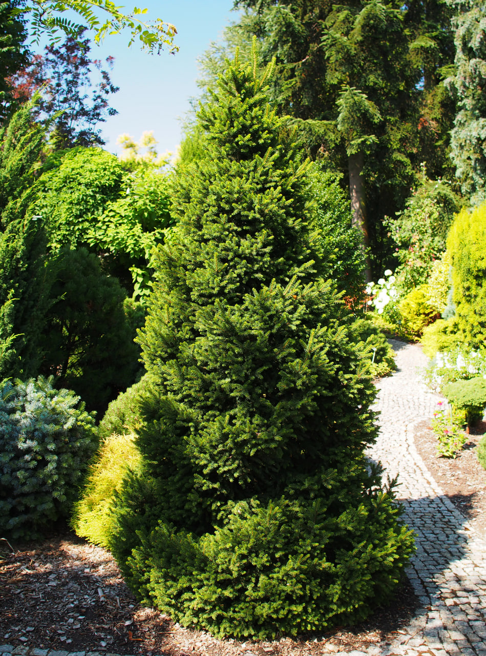 1. ‘Wills Zwerg’, взрослое растение, июль