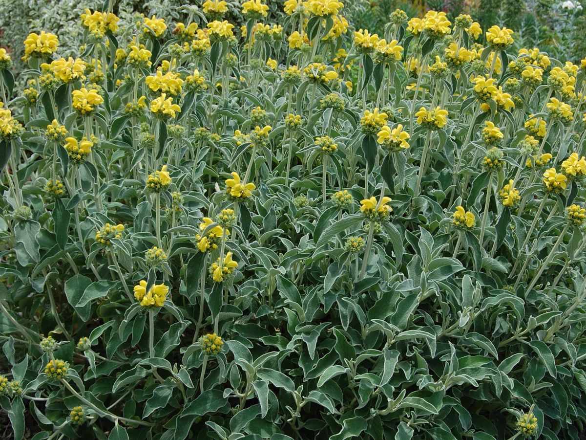 Зопник кустарниковый, или иерусалимский шалфей (Phl. fruticosa)