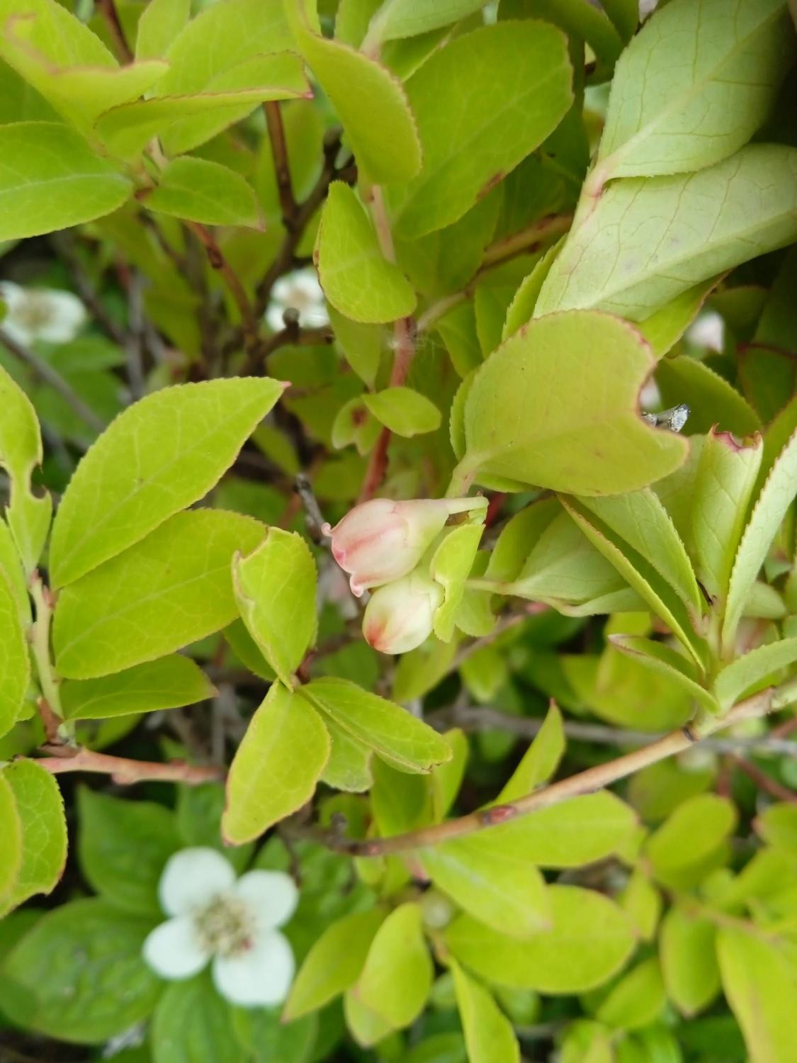 Цветение черники Смолла