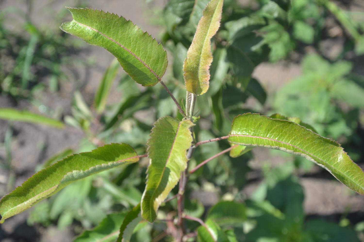 2. Рябиново-грушевый гибрид второго поколения