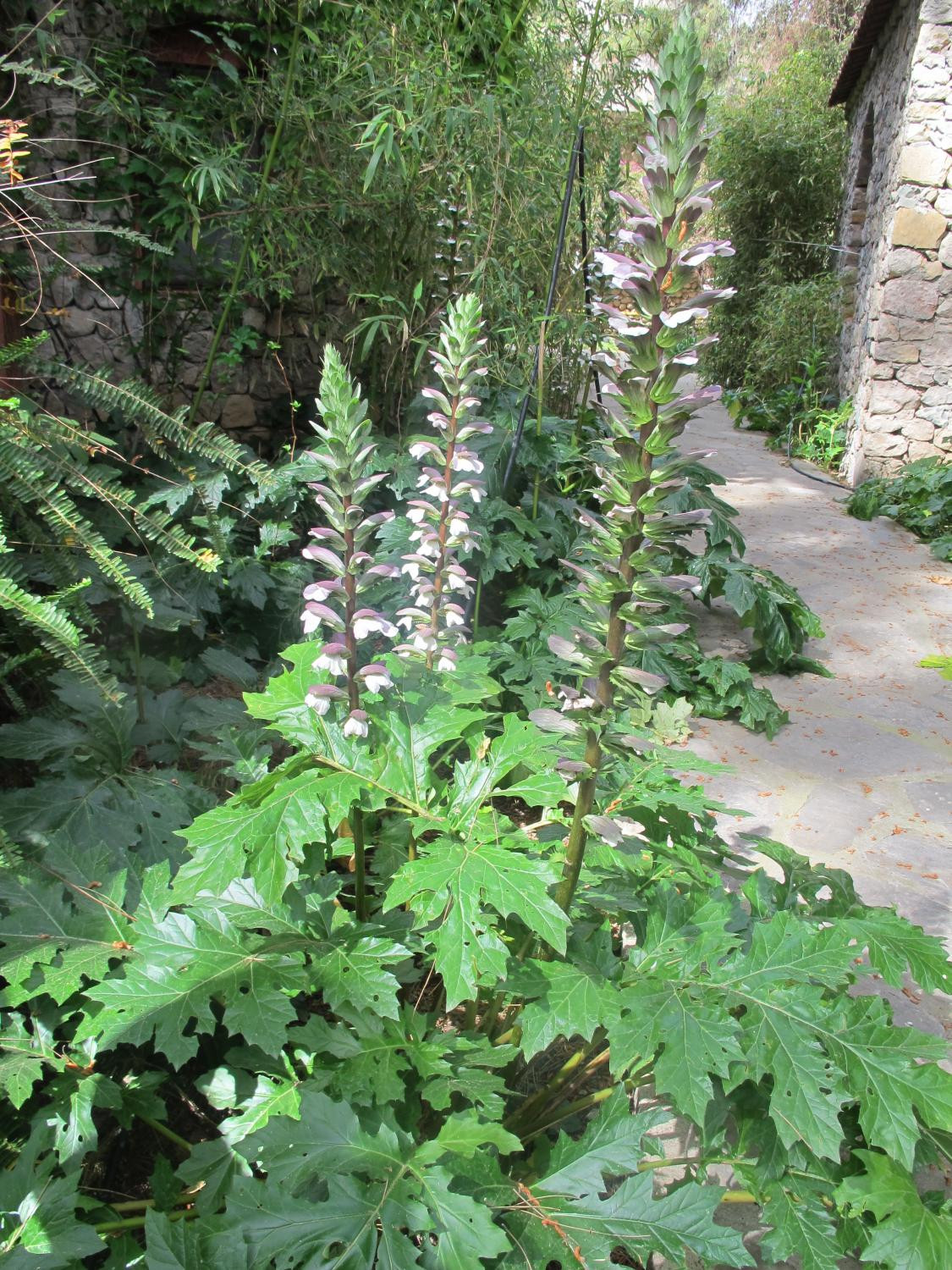 2. Акант мягкий