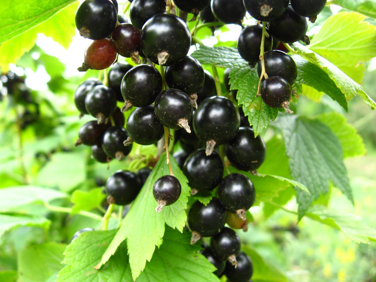 2. ‘Кудмиг’