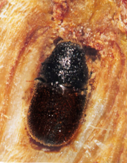 2. Можжевельниковый лубоед (P. bicolor)