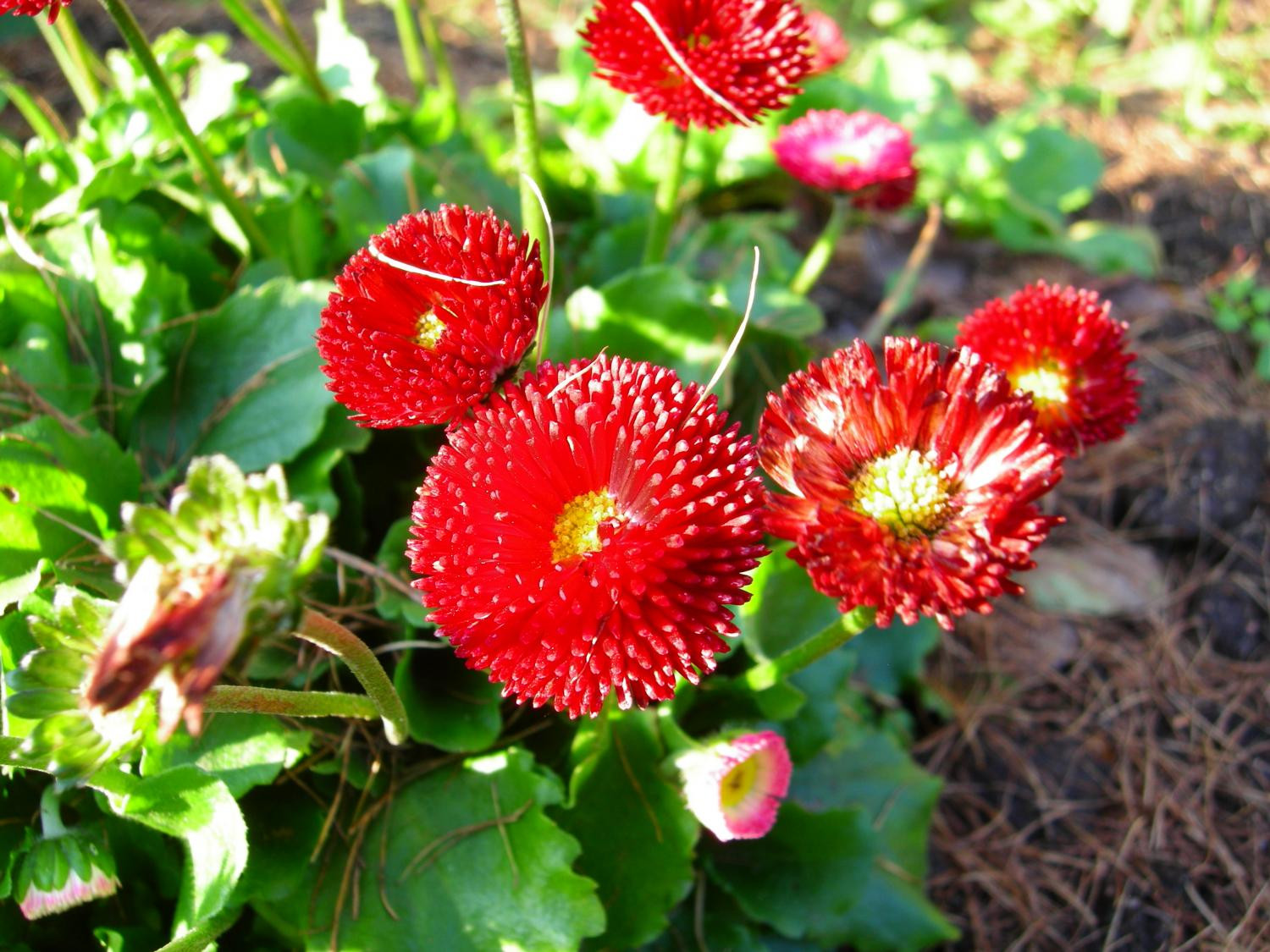 2. Маргаритка многолетняя (Bellis perennis L.)