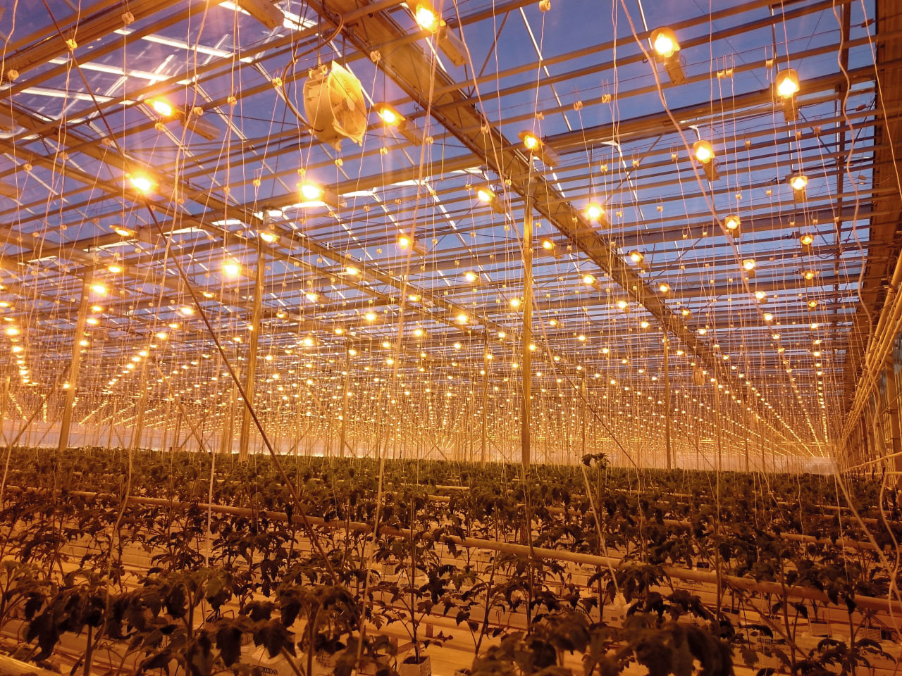 F1 Березина - высокий урожай даже при частичном досвечивании