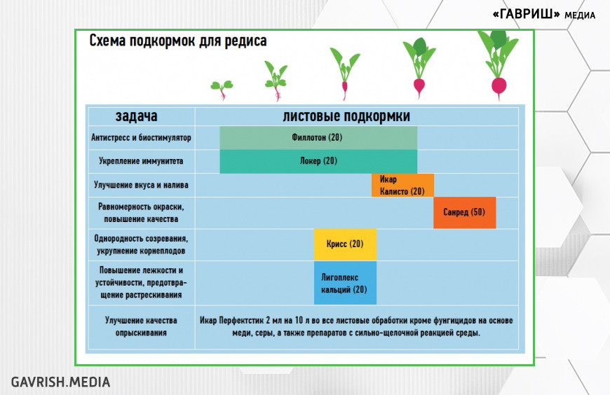 Некоторые хитрости при выращивании редиса