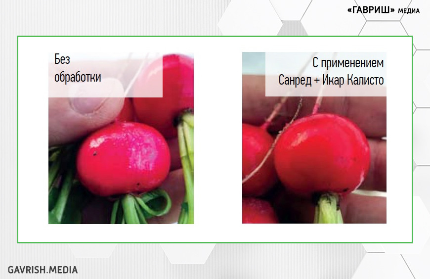 Некоторые хитрости при выращивании редиса